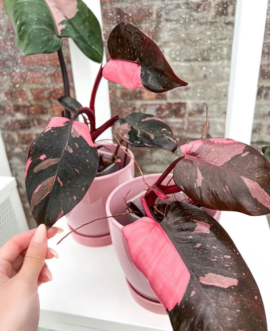 Làm thế nào để giữ lá cây Công Chúa Hồng nguyên màu hồng xinh đẹp